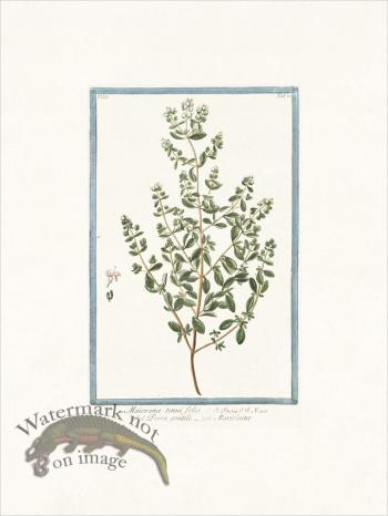 Bonelli 278 Marjoram